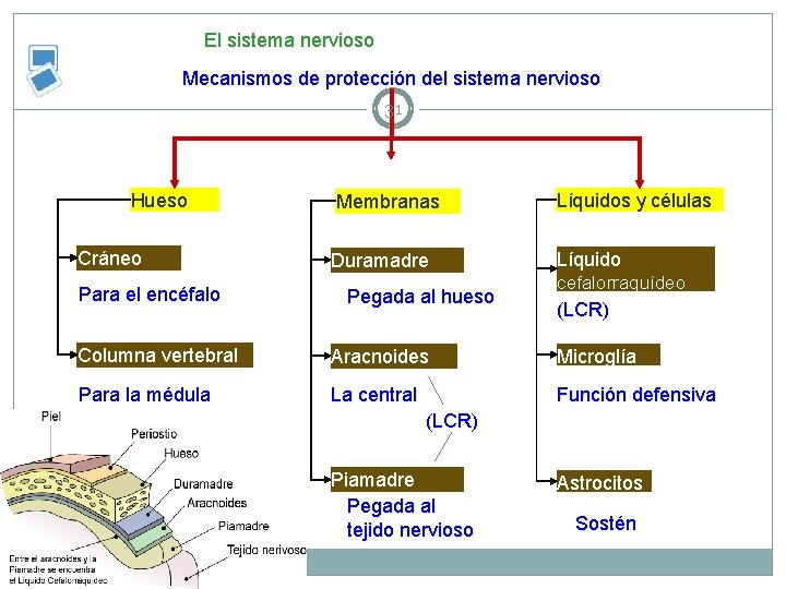 El sistema nervioso Mecanismos de protección del sistema nervioso 31 Hueso Cráneo Para el