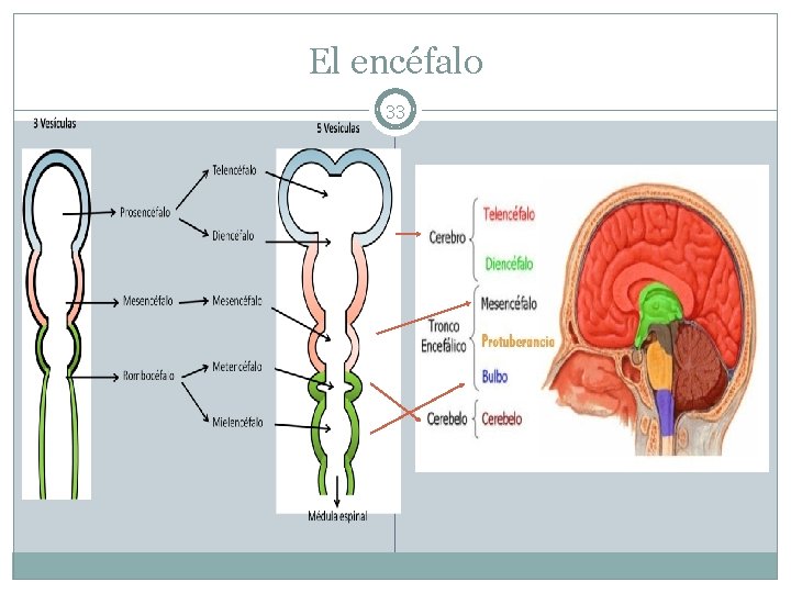 El encéfalo 33 