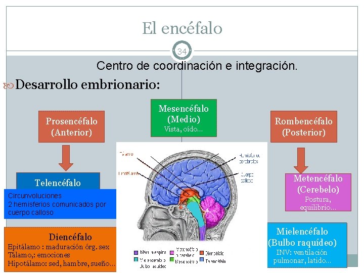 El encéfalo 34 Centro de coordinación e integración. Desarrollo embrionario: Prosencéfalo (Anterior) Telencéfalo Circunvoluciones