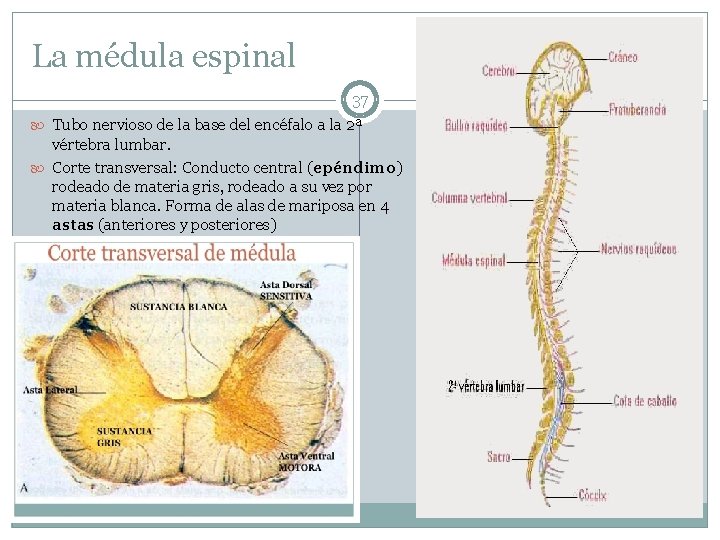 La médula espinal 37 Tubo nervioso de la base del encéfalo a la 2ª