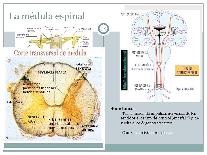 La médula espinal 38 A las astas posteriores llegan los nervios sensitivos • .