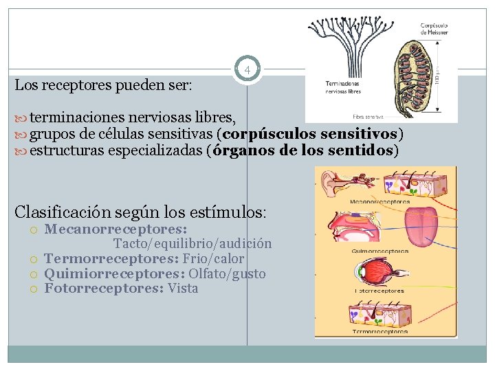 4 Los receptores pueden ser: terminaciones nerviosas libres, grupos de células sensitivas (corpúsculos sensitivos)