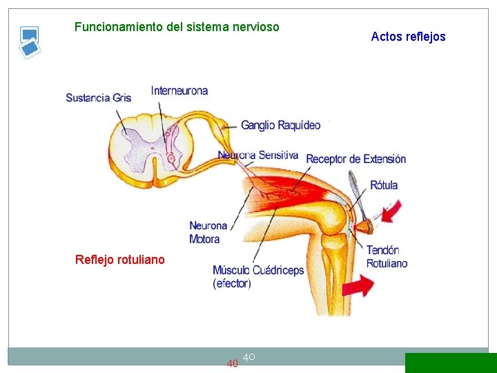 Funcionamiento del sistema nervioso Reflejo rotuliano 40 40 Actos reflejos 