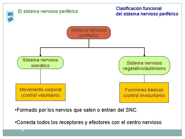 El sistema nervioso periférico Clasificación funcional del sistema nervioso periférico Sistema nervioso somático Movimiento