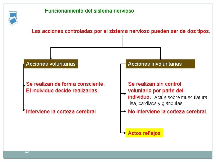 Funcionamiento del sistema nervioso Las acciones controladas por el sistema nervioso pueden ser de