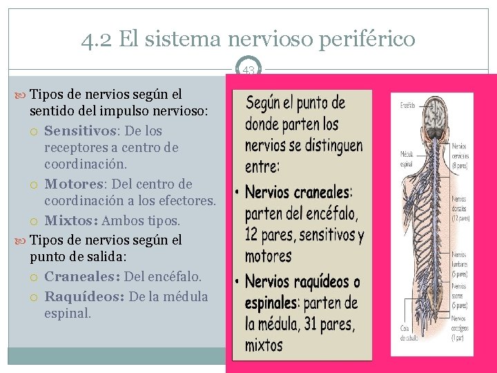 4. 2 El sistema nervioso periférico 43 Tipos de nervios según el sentido del