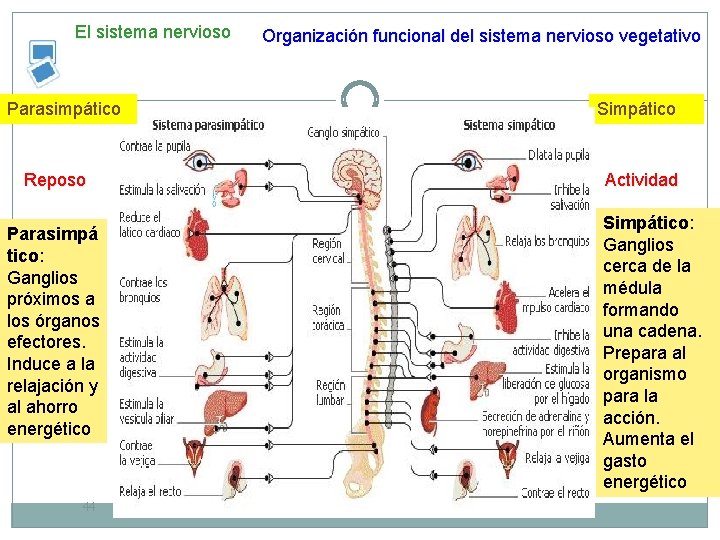 El sistema nervioso Parasimpático Reposo Parasimpá tico: Ganglios próximos a los órganos efectores. Induce