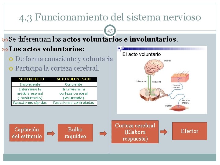 4. 3 Funcionamiento del sistema nervioso 45 Se diferencian los actos voluntarios e involuntarios.