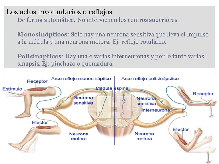 Los actos involuntarios o reflejos: De forma automática. No intervienen los centros superiores. Monosinápticos: