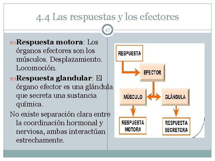 4. 4 Las respuestas y los efectores 47 Respuesta motora: Los órganos efectores son