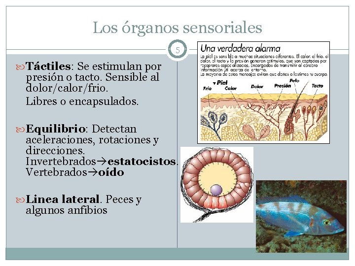 Los órganos sensoriales 5 Táctiles: Se estimulan por presión o tacto. Sensible al dolor/calor/frio.