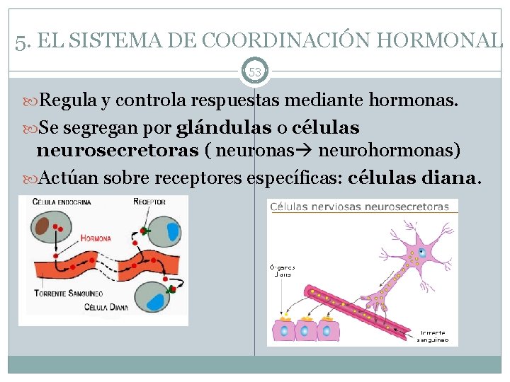 5. EL SISTEMA DE COORDINACIÓN HORMONAL 53 Regula y controla respuestas mediante hormonas. Se