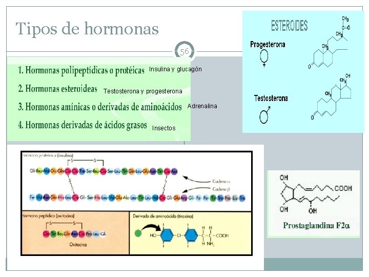 Tipos de hormonas 56 Insulina y glucagón Testosterona y progesterona Adrenalina Insectos 