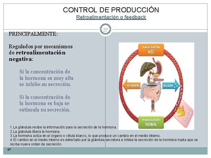 CONTROL DE PRODUCCIÓN Retroalimentación o feedback PRINCIPALMENTE: 57 Regulados por mecanismos de retroalimentación negativa: