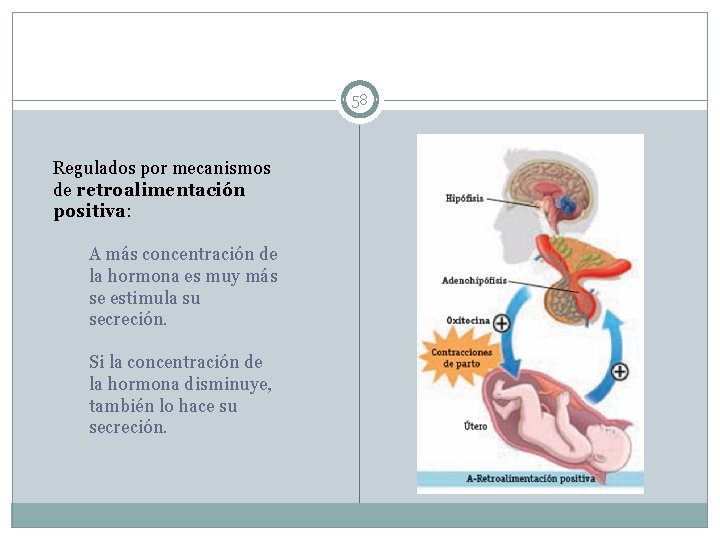 58 Regulados por mecanismos de retroalimentación positiva: A más concentración de la hormona es