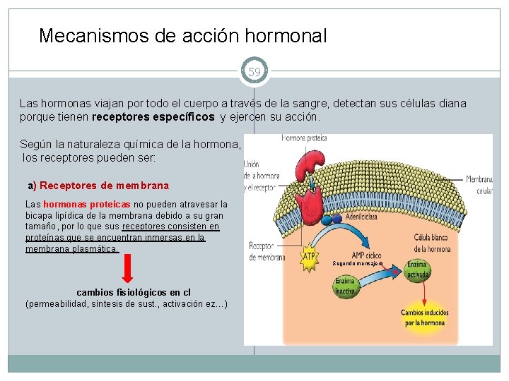 Mecanismos de acción hormonal 59 Las hormonas viajan por todo el cuerpo a través