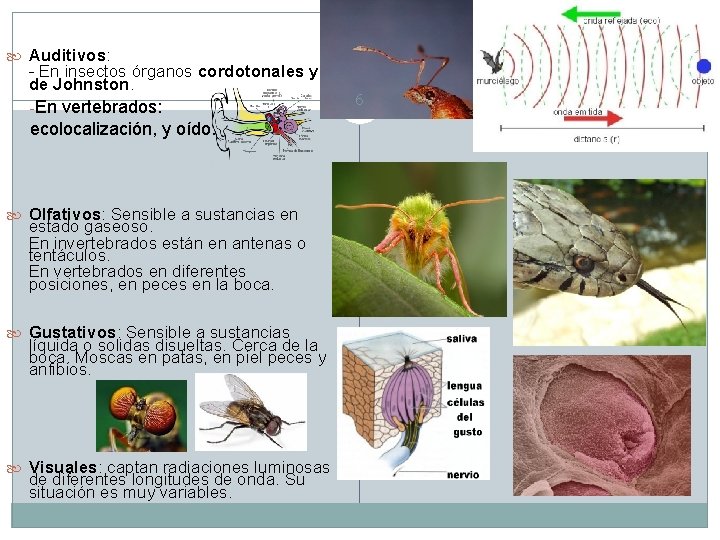  Auditivos: - En insectos órganos cordotonales y de Johnston. -En vertebrados: ecolocalización, y