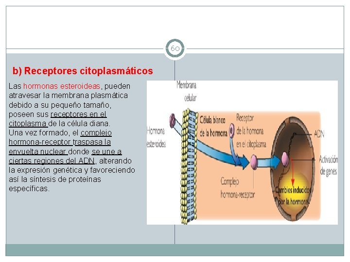 60 b) Receptores citoplasmáticos Las hormonas esteroideas, pueden atravesar la membrana plasmática debido a