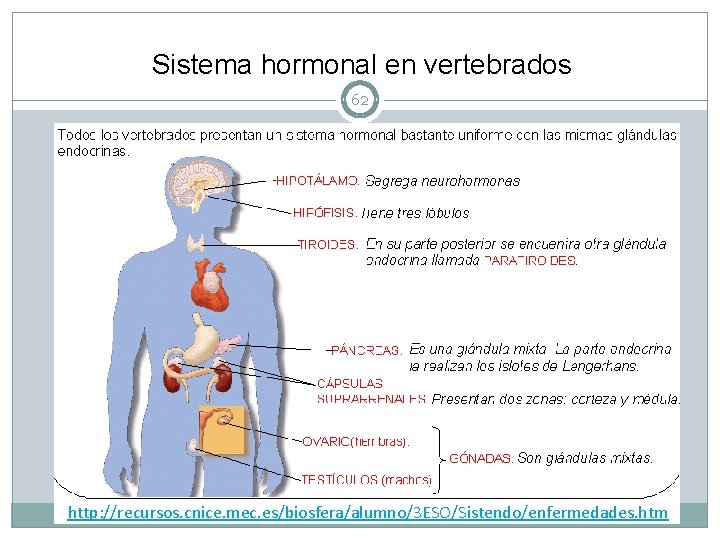 Sistema hormonal en vertebrados 62 http: //recursos. cnice. mec. es/biosfera/alumno/3 ESO/Sistendo/enfermedades. htm 