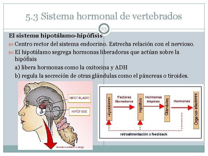 5. 3 Sistema hormonal de vertebrados 63 El sistema hipotálamo-hipófisis Centro rector del sistema