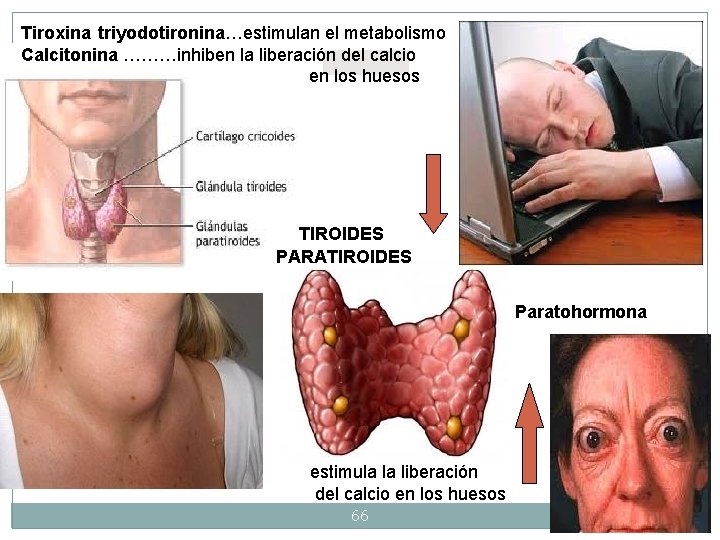 Tiroxina triyodotironina…estimulan el metabolismo Calcitonina ………inhiben la liberación del calcio en los huesos TIROIDES