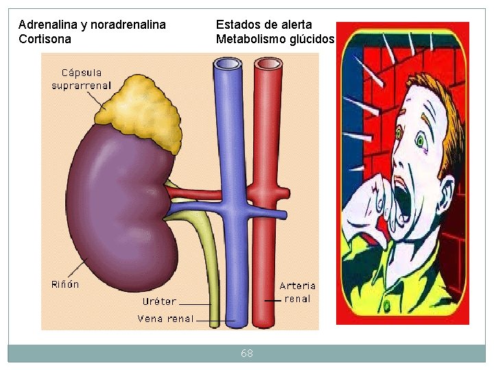 Adrenalina y noradrenalina Cortisona Estados de alerta Metabolismo glúcidos 68 