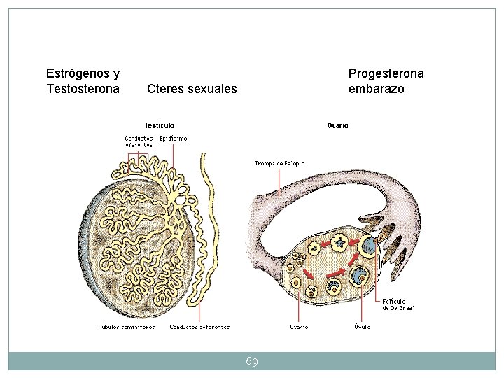 Estrógenos y Testosterona Progesterona embarazo Cteres sexuales 69 