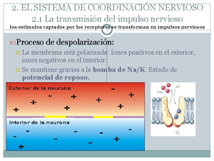 2. EL SISTEMA DE COORDINACIÓN NERVIOSO 2. 1 La transmisión del impulso nervioso los