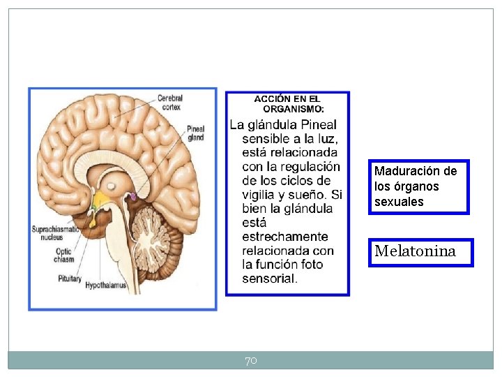 Maduración de los órganos sexuales Melatonina 70 