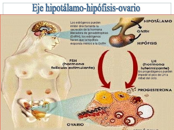Los estrógenos pueden inhibir directamente la secreción de la hormona liberadora de gonadotropinas (Gn.