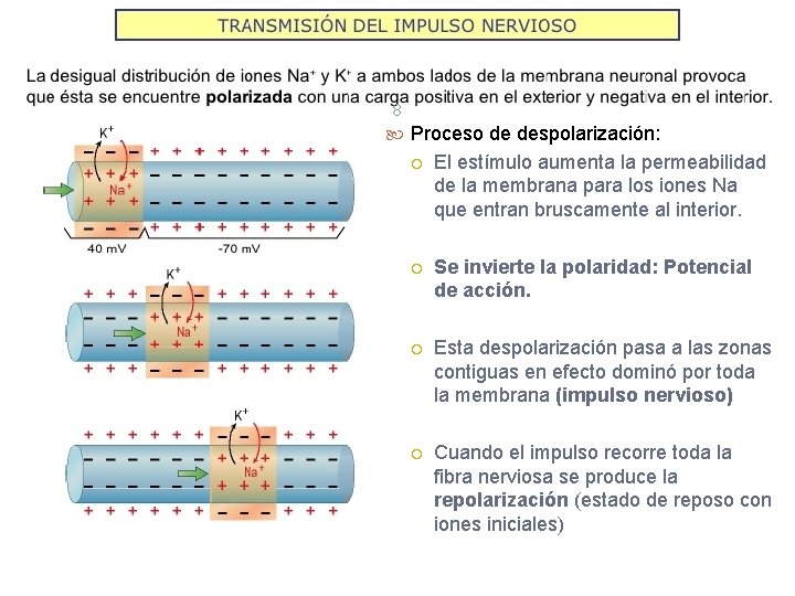 8 Proceso de despolarización: El estímulo aumenta la permeabilidad de la membrana para los