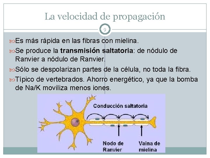 La velocidad de propagación 9 Es más rápida en las fibras con mielina. Se