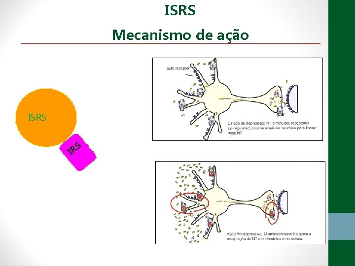 ISRS Mecanismo de ação ISRS S IR 