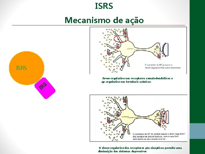 ISRS Mecanismo de ação ISRS S IR Down-regulation nos receptores somatodendríticos e up-regulation nos