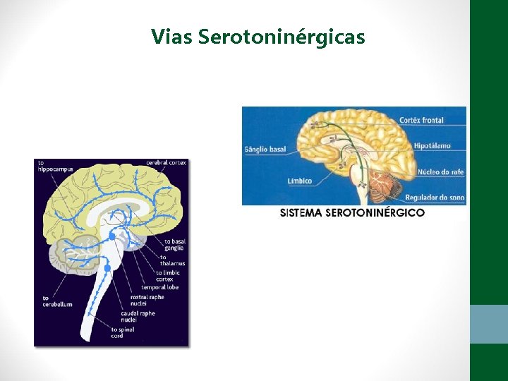 Vias Serotoninérgicas 