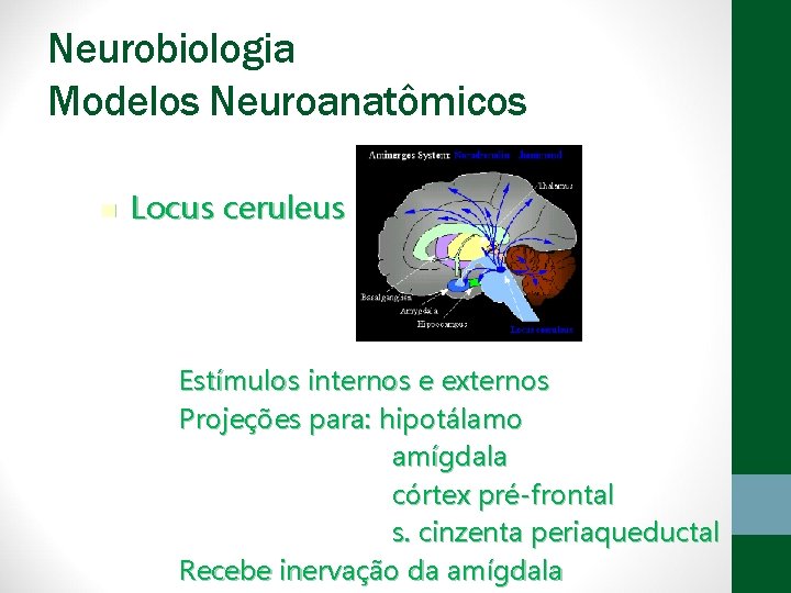 Neurobiologia Modelos Neuroanatômicos n Locus ceruleus Estímulos internos e externos Projeções para: hipotálamo amígdala