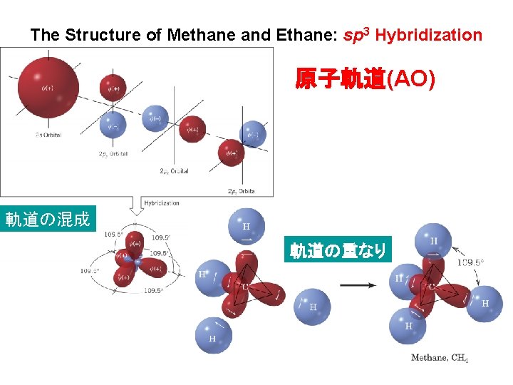 The Structure of Methane and Ethane: sp 3 Hybridization 原子軌道(AO) 軌道の混成 軌道の重なり The Structure of Methane and Ethane: sp 3 Hybridization 原子軌道(AO) 軌道の混成 軌道の重なり