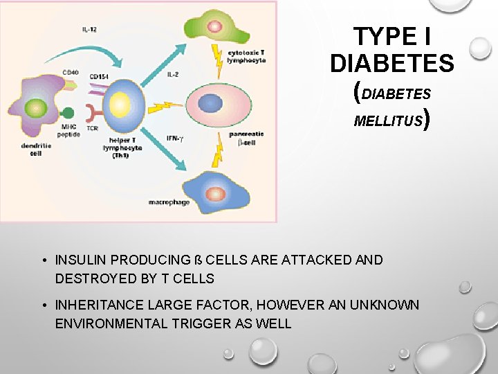 TYPE I DIABETES (DIABETES MELLITUS) • INSULIN PRODUCING ß CELLS ARE ATTACKED AND DESTROYED