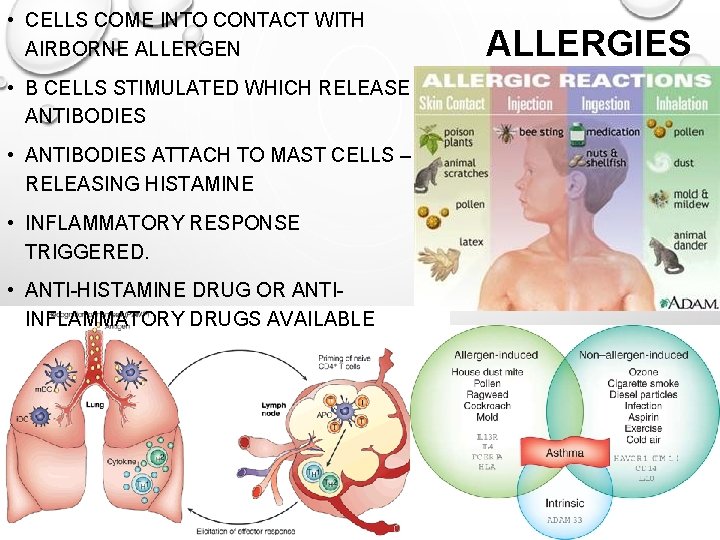  • CELLS COME INTO CONTACT WITH AIRBORNE ALLERGEN • B CELLS STIMULATED WHICH