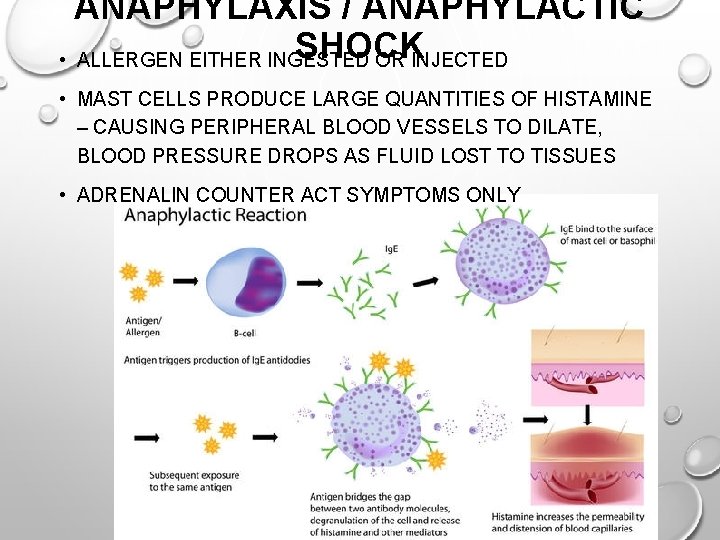 ANAPHYLAXIS / ANAPHYLACTIC SHOCK • ALLERGEN EITHER INGESTED OR INJECTED • MAST CELLS PRODUCE