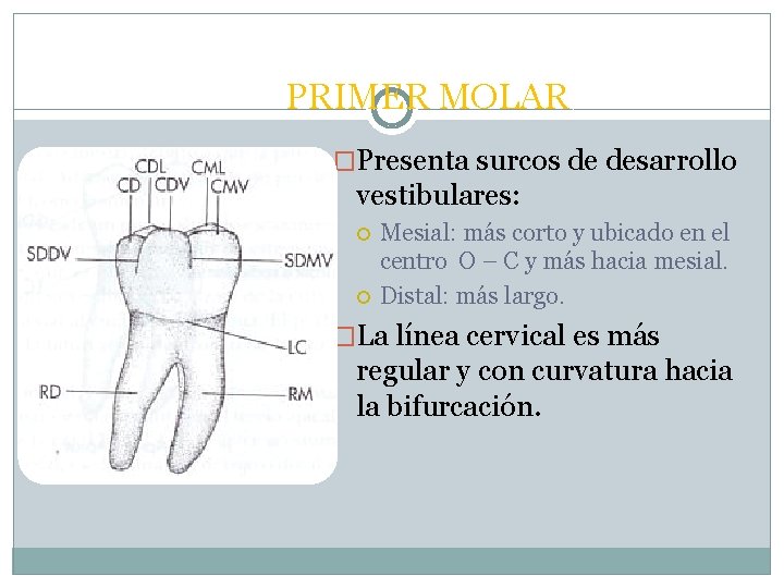 PRIMER MOLAR �Presenta surcos de desarrollo vestibulares: Mesial: más corto y ubicado en el