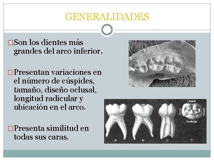 GENERALIDADES �Son los dientes más grandes del arco inferior. �Presentan variaciones en el número