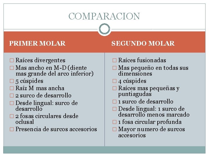 COMPARACION PRIMER MOLAR SEGUNDO MOLAR � Raíces divergentes � Mas ancho en M-D (diente