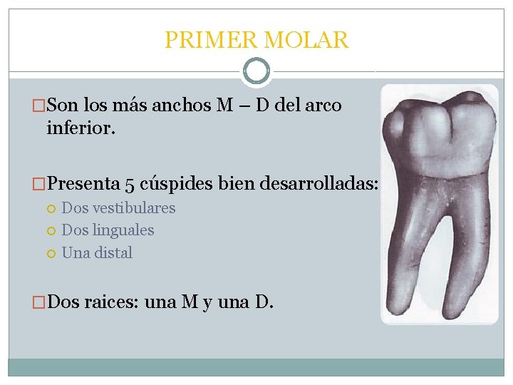 PRIMER MOLAR �Son los más anchos M – D del arco inferior. �Presenta 5