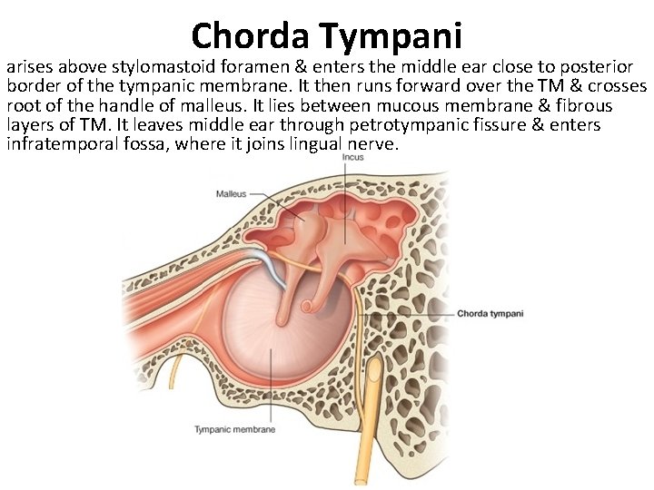 Chorda Tympani arises above stylomastoid foramen & enters the middle ear close to posterior
