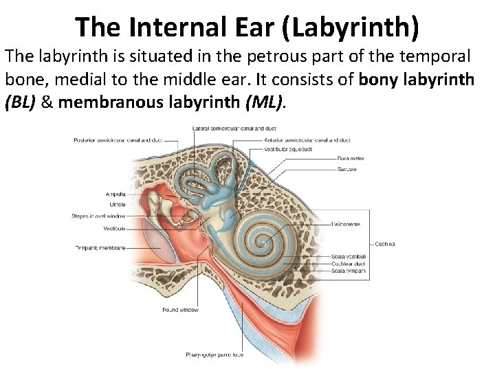 The Internal Ear (Labyrinth) The labyrinth is situated in the petrous part of the