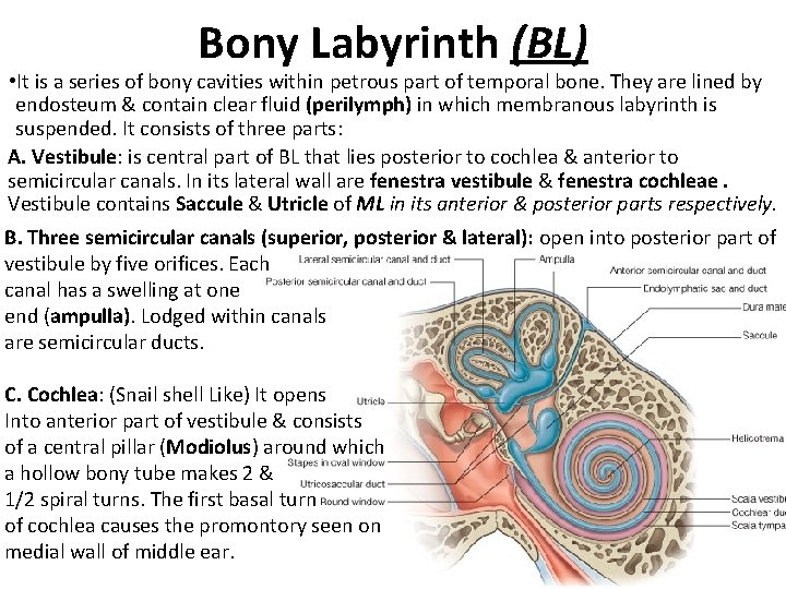 Bony Labyrinth (BL) • It is a series of bony cavities within petrous part