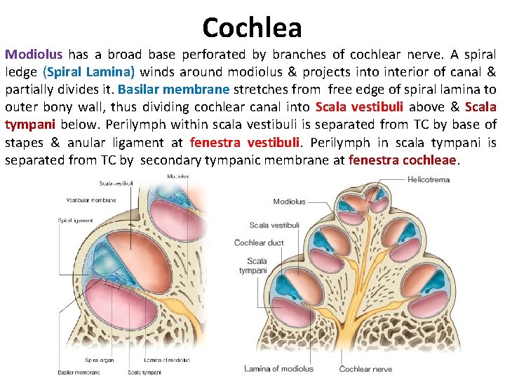 Cochlea Modiolus has a broad base perforated by branches of cochlear nerve. A spiral