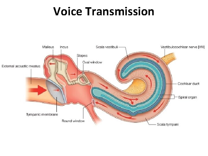 Voice Transmission 