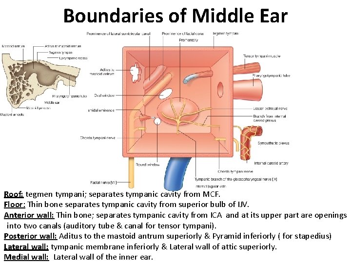 Boundaries of Middle Ear Roof: tegmen tympani; separates tympanic cavity from MCF. Floor: Thin
